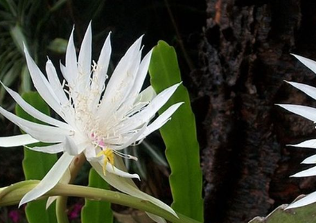 Mengenal Bunga Wijaya Kusuma, Dari Sejarah Hingga Mitos