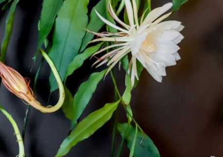 Mengenal Bunga Wijaya Kusuma, Dari Sejarah Hingga Mitos