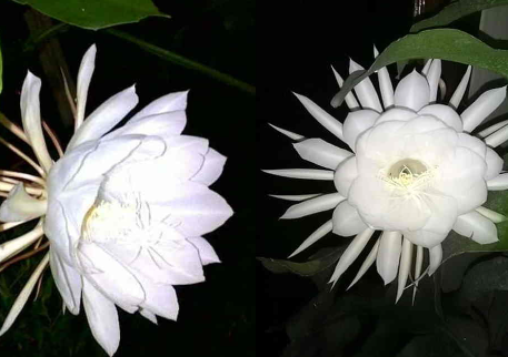 Bunga wijaya kusuma