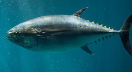 Fakta Menarik Tentang Ikan Termahal Di Dunia, Apa Ya Kira Kira?