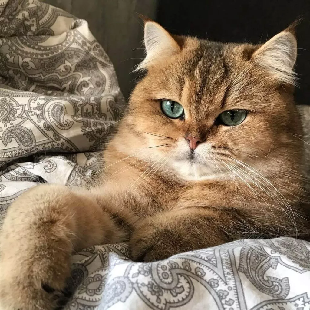 Kucing British Shorthair Golden
