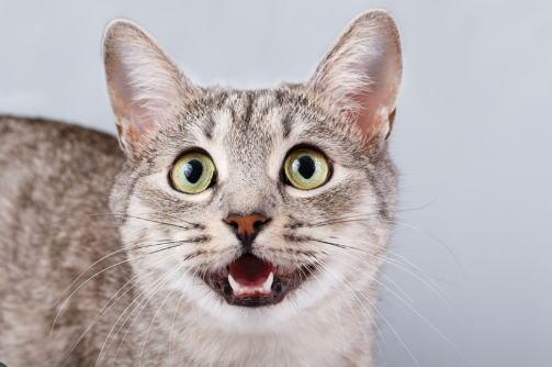 Mengenal Kucing Scottish Fold, Kucing Dengan Telinga Pendek!