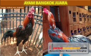 Ciri Ayam Bangkok Juara Beserta Gambar dan Namanya