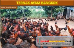 Ternak Ayam Bangkok