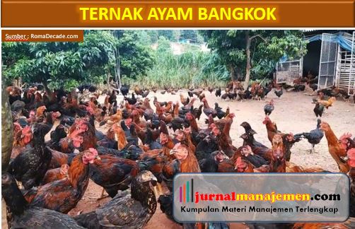 Cara Ternak Ayam Bangkok Beserta Tipsnya Agar Bernilai Jual Tinggi