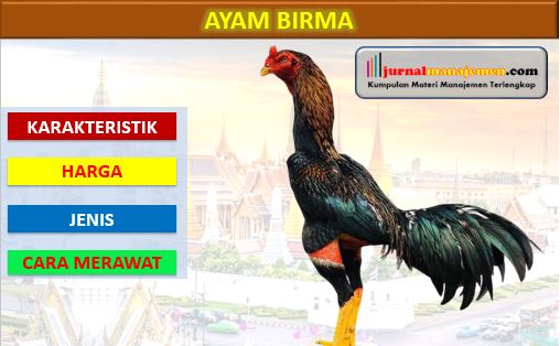 Ayam Birma Asli