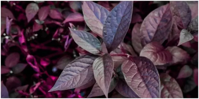 Manfaat daun ungu