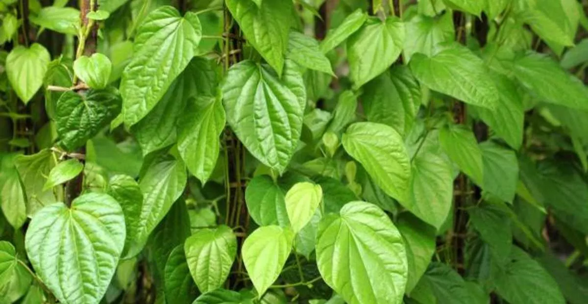 khasiat daun sirih