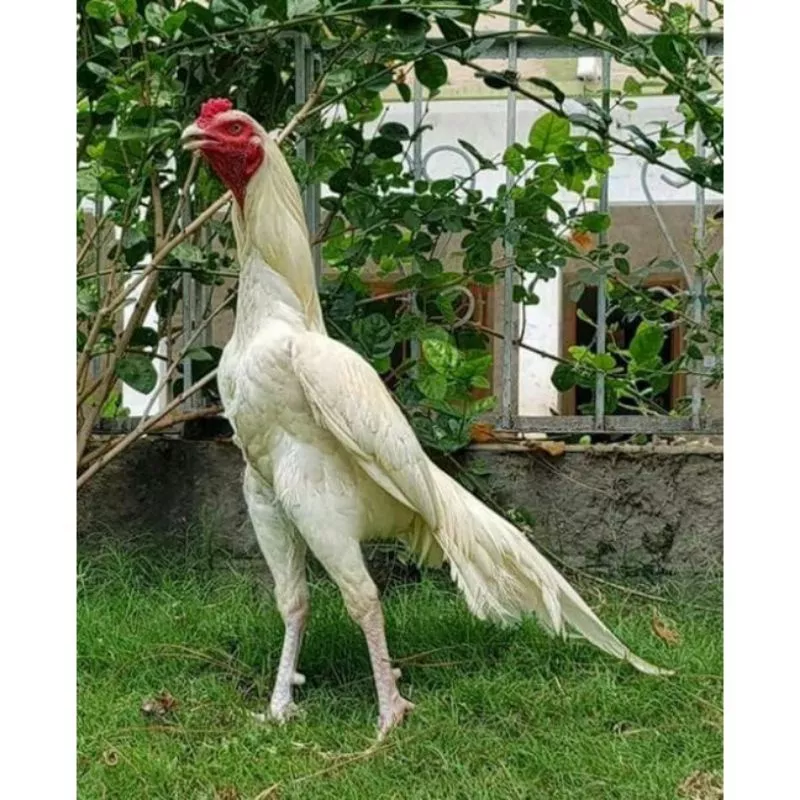 ayam bangkok asli