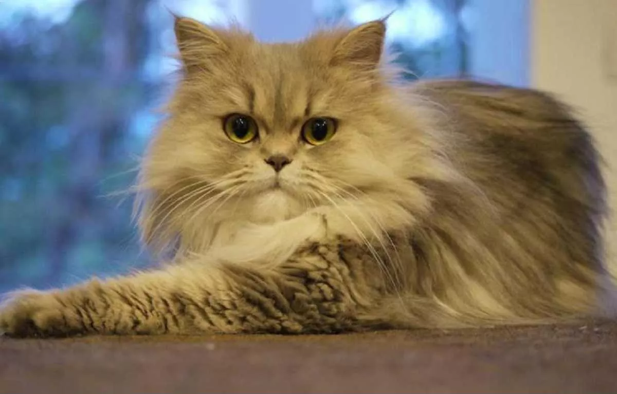 Kucing Anggora Asli