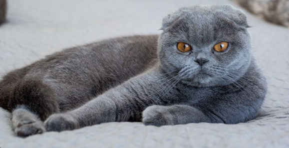 Mengenal Kucing Scottish Fold, Kucing Dengan Telinga Pendek!
